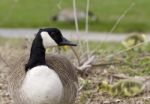 Beautiful Image With A Funny Cute Canada Geese Stock Photo