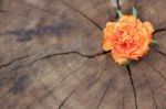 Closeup Common Purslane  Flower With Wood Background Stock Photo