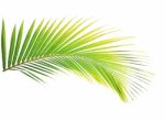 Coconut Leaf Isolated On White Background Stock Photo