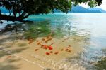 Beach With Tree Stock Photo