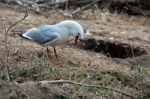 Red-billed Gull (chroicocephalus Scopulinus) Stock Photo