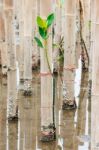 Mangroves Reforestation In Coast Of Thailand Stock Photo