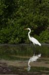 Great Egret Stock Photo