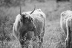 Country Cows Stock Photo