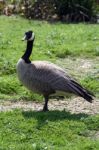 Canada Goose Stock Photo