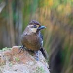 White-browed Laughingthrush Stock Photo