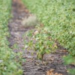 Cotton Field In Oakey Stock Photo