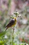 Canary (serinus Canaria) Clinging To A Thistle Stock Photo