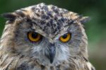 Eurasian Eagle-owl (bubo Bubo) Stock Photo