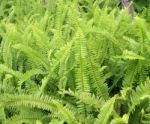 Green Fernas A Background Stock Photo