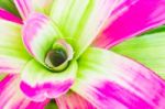 Colorful Blooming Bromeliad Plants Stock Photo