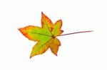 One Colorful Maple Leaf In Autumn On White Stock Photo