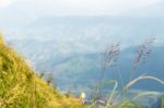 Flower Grass On The Mountain Stock Photo