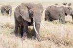 African Elephant In Serengeti National Park Stock Photo