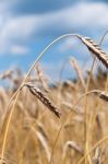 Cornfield Stock Photo