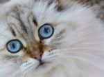 Siberian Cat Stock Photo