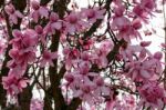 Pink Magnolia Flowering Stock Photo