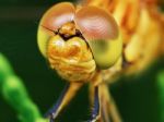 The Head Of A Dragonfly Stock Photo