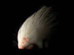 Albino Porcupine In The Dark Stock Photo