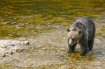 Grizzly Hunting For Salmon Stock Photo