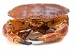 Cancer Pagurus Sea Crab On White Background Stock Photo