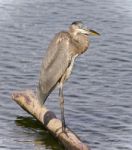 Postcard With A Great Blue Heron Standing On A Log Stock Photo