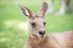 Kangaroo Outside Stock Photo