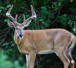 Beautiful Isolated Picture Of A Wild Male Deer With The Horns Stock Photo