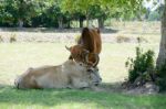 Two Cows Tease Snuggle Together In The Shade To Avoid Heat Of Th Stock Photo