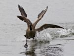 Expressive Isolated Picture With The Canada Goose Chasing His Rival Stock Photo