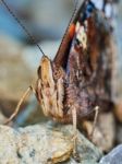 Admiral (vanessa Atalanta) Front View Stock Photo