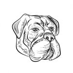 Bullmastiff Head Black And White Etching Stock Photo