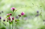 Double Flower Of A Pink Columbine (aquilegia Vulgaris) Stock Photo