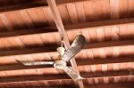 Lots Of Dust Stain On Ceiling Fan Stock Photo