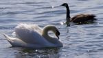 Beautiful Isolated Photo Of The Contest Between The Swan And The Canada Goose Stock Photo