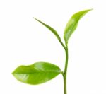 Green Tea Leaf Isolated On The White Background Stock Photo