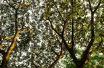 Branch And Leaves (dead Tree) Stock Photo