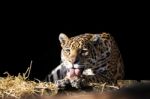 Wild Leopard Lying Relaxed Stock Photo