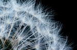 Close Up Of A Dandelion Flowers Stock Photo