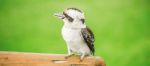 Kookaburra Gracefully Resting During The Day Stock Photo