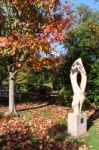 East Grinstead, West Sussex/uk - October 26 : Snake-bark Maple ( Stock Photo