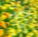 In London Yellow Flower Field Nature And Spring Stock Photo