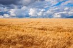 Field Of Wheat Dramaticl Cloudy Blue Sky Stock Photo