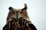 Rock Eagle-owl Stock Photo