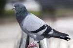 Curious  Pigeon On The Bench Stock Photo