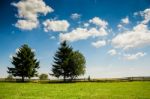 Trees In A Summer Cloudy Day Stock Photo