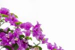 
Bougainvillea Stock Photo