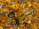 Texture Of The Autumn Foliage Of Trees  Stock Photo