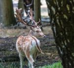 The Deer Of Richmond Park Stock Photo