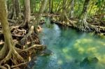 Mangrove Forests Stock Photo